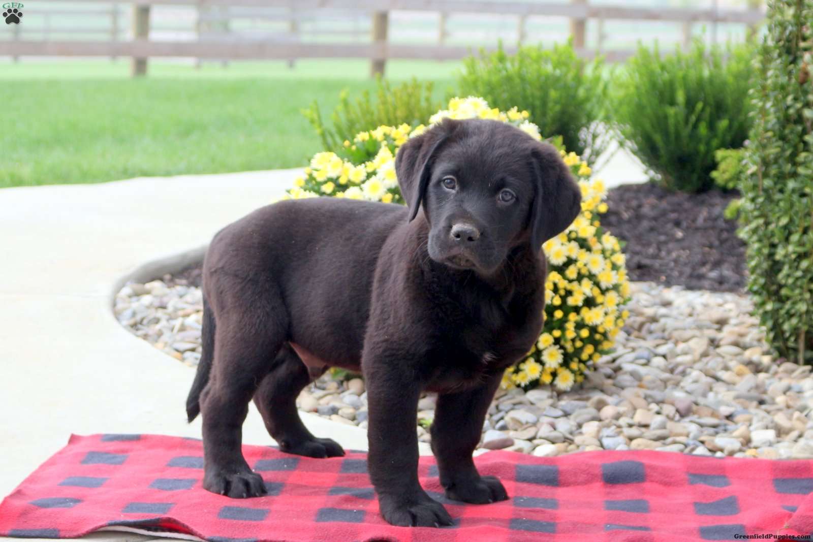 Trooper Labernese Puppy For Sale in Pennsylvania