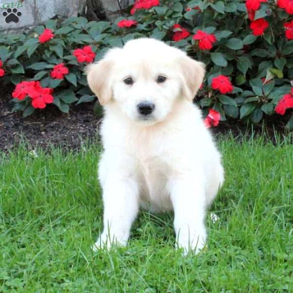 Tucker - Golden Retriever Mix Puppy For Sale in Pennsylvania