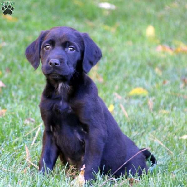Tucker Labrador Mix Puppy For Sale in Pennsylvania