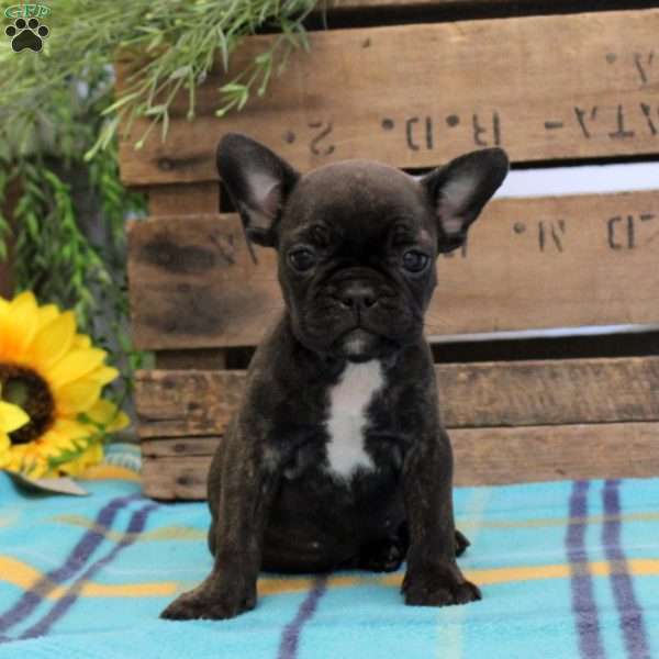 Vincent, Frenchton Puppy