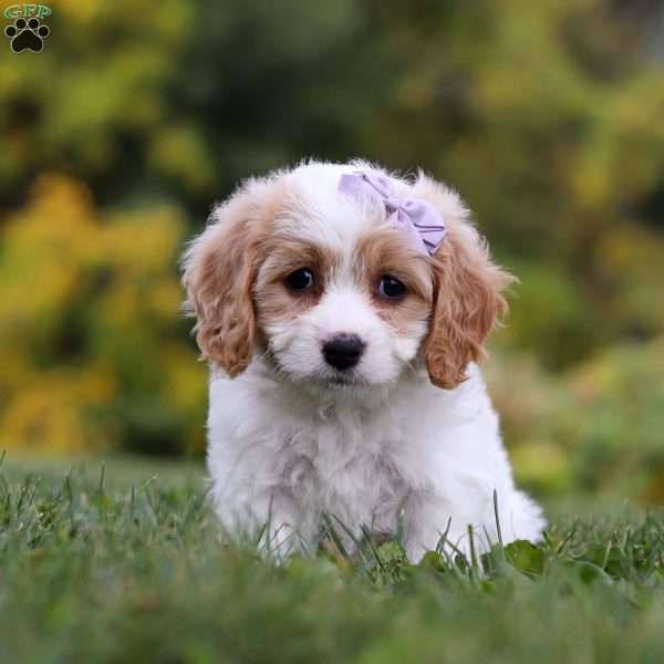 Violet, Cavachon Puppy