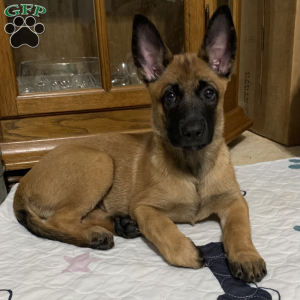 Belgian Malinois Puppies for Sale | Greenfield Puppies