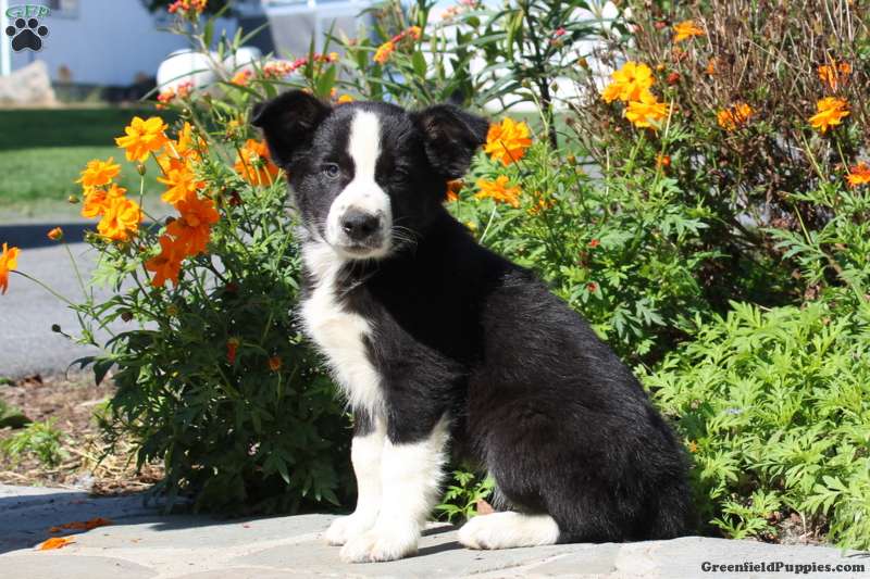 Wade Border Collie Puppy For Sale in Pennsylvania