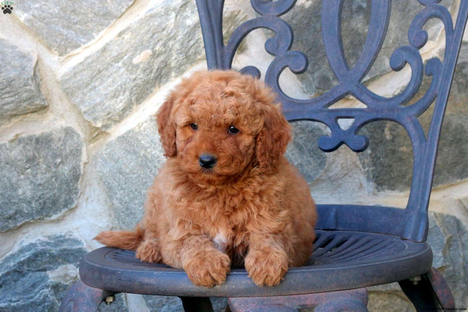 Walnut Mini Goldendoodle Puppy For Sale in Pennsylvania
