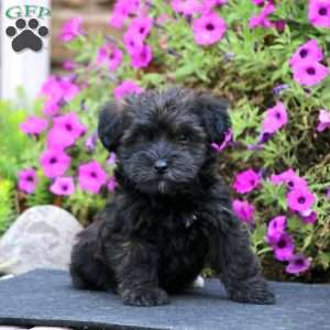 Affordable Shih Pom Puppies for Sale