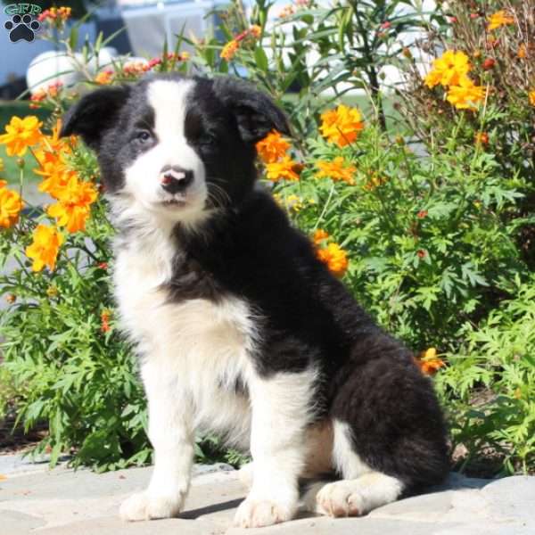 Willie, Border Collie Puppy