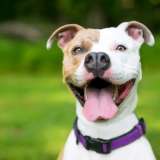 a happy brown and white dog