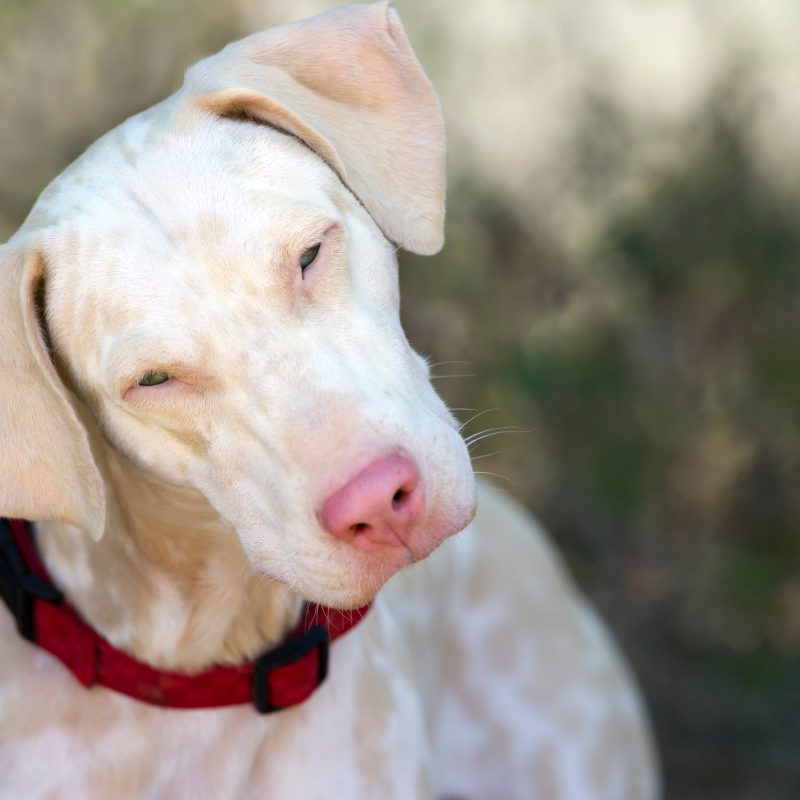 What To Know About Albinism In Dogs Greenfield Puppies What To Know About Albinism In Dogs Greenfield Puppies