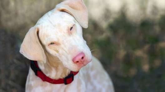 What to Know About Albinism in Dogs