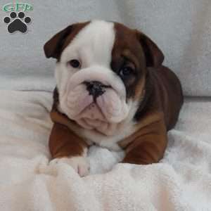 English Bulldog Puppies For Sale | Greenfield Puppies