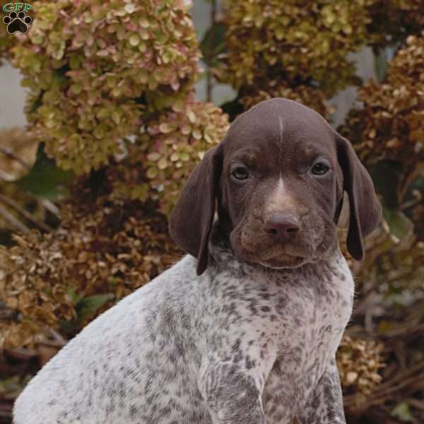 Scout, German Shorthaired Pointer Puppy