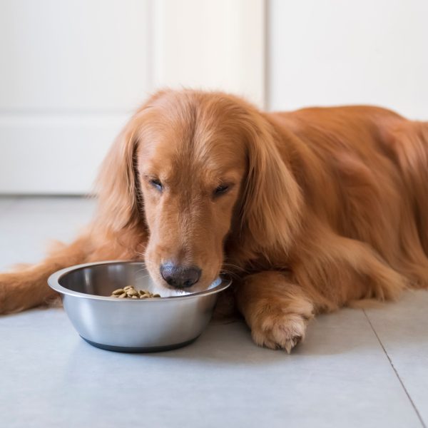 golden retriever lying down and eating