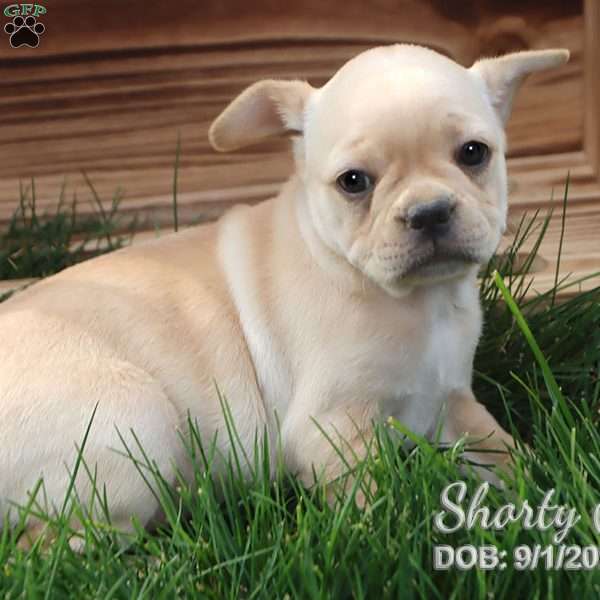 Shorty, Jack Russell Mix Puppy