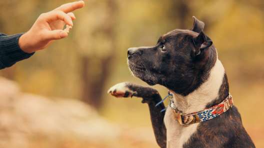 5 Different Types of Dog Training Methods