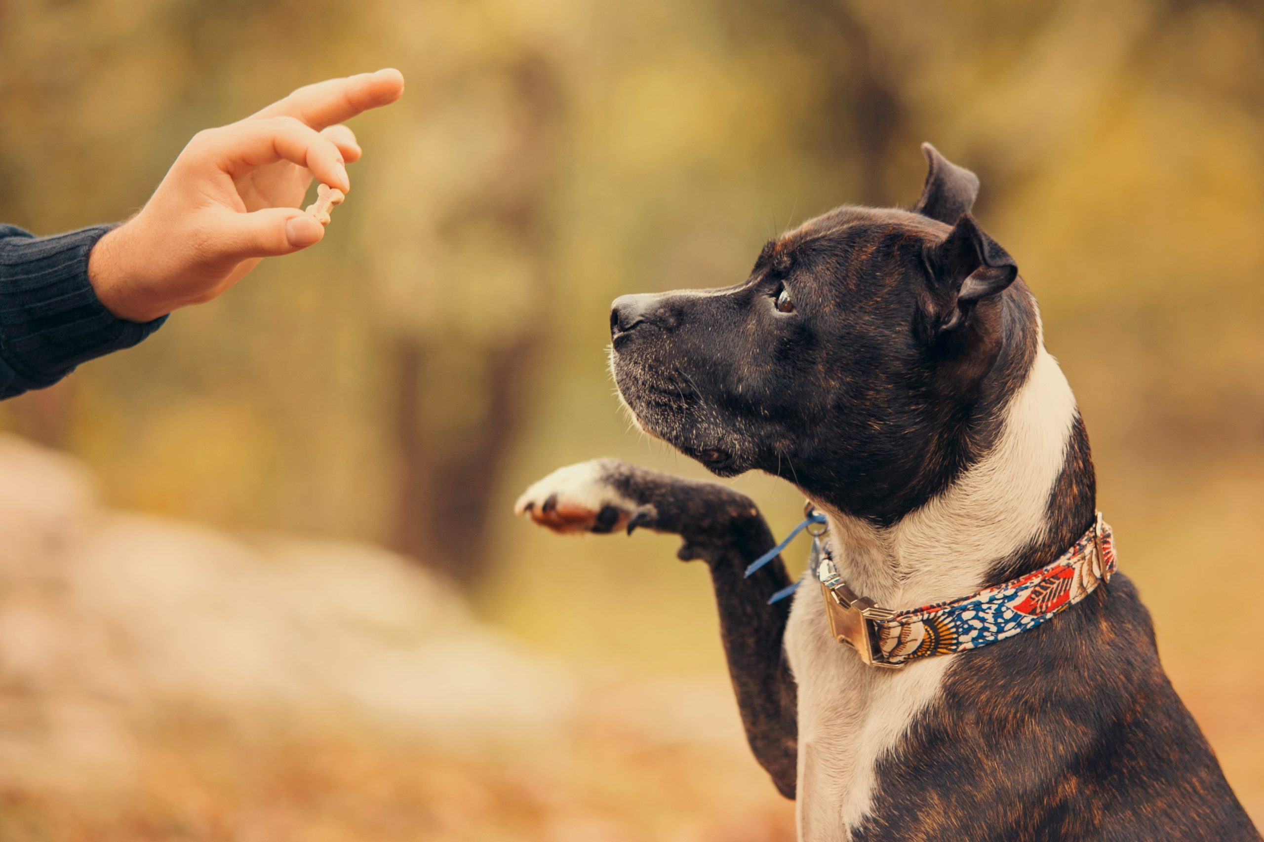 Dog Training Near Me