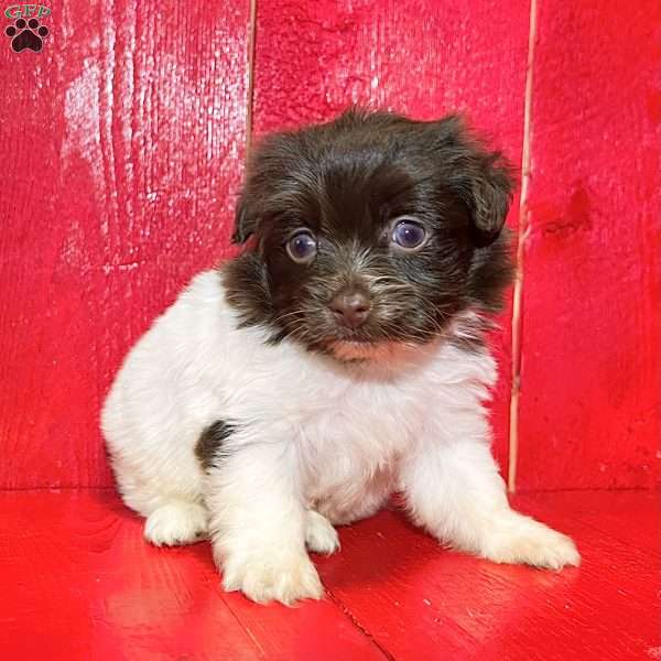 Charlie, Havanese Puppy