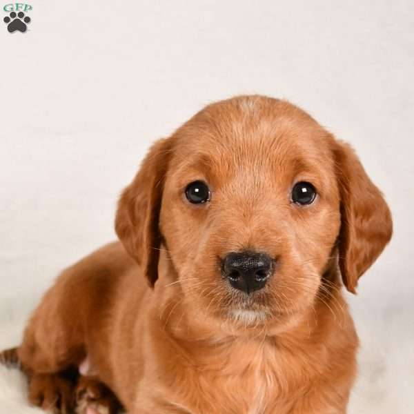 Porter, Mini Labradoodle Puppy