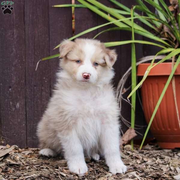 Robin, Australian Shepherd Puppy