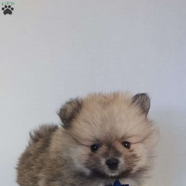 Kyler, Pomeranian Puppy