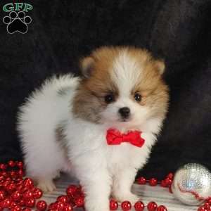Pomeranian Puppies For Sale - Greenfield Puppies