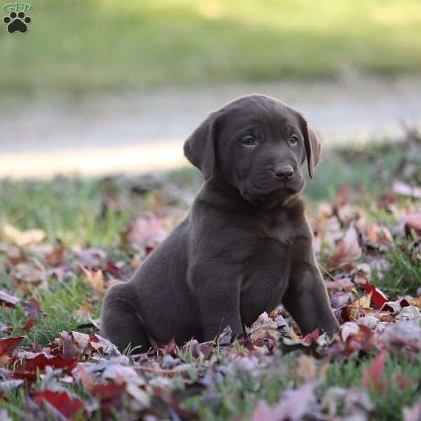 Chestnut - Chocolate Labrador Retriever Puppy For Sale in Pennsylvania