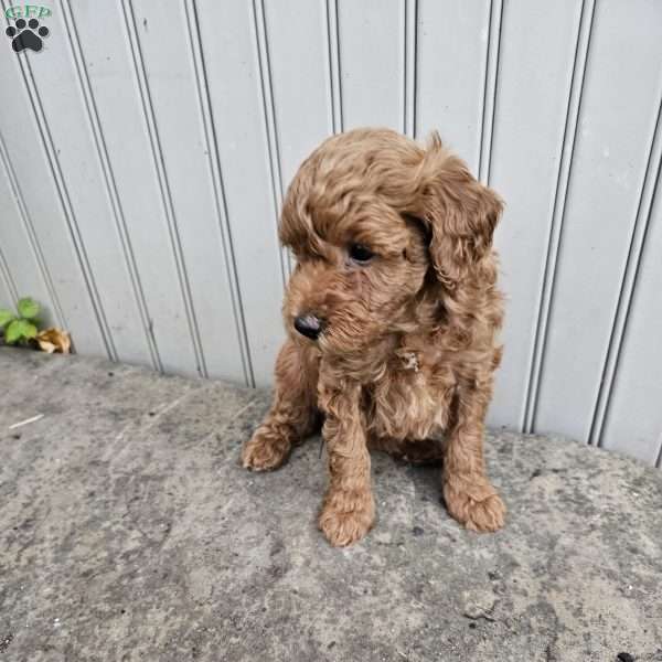 Bailey, Miniature Poodle Mix Puppy