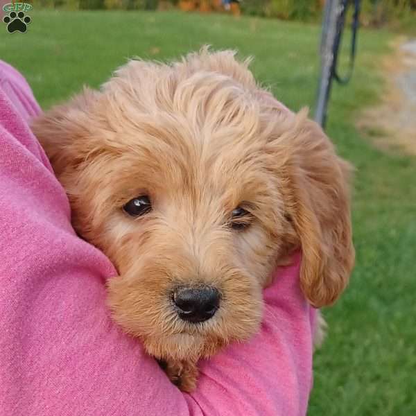 Oakley, Mini Labradoodle Puppy