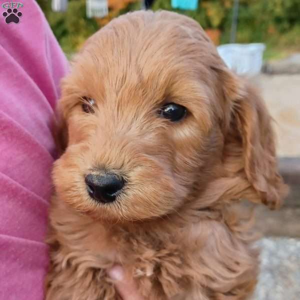 Ollie, Mini Labradoodle Puppy
