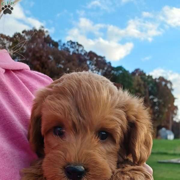 Cooper, Mini Labradoodle Puppy