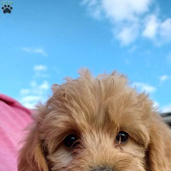 Hazel, Mini Labradoodle Puppy