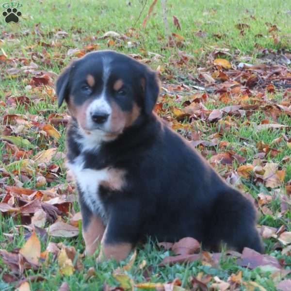 Hailey, Greater Swiss Mountain Dog Puppy