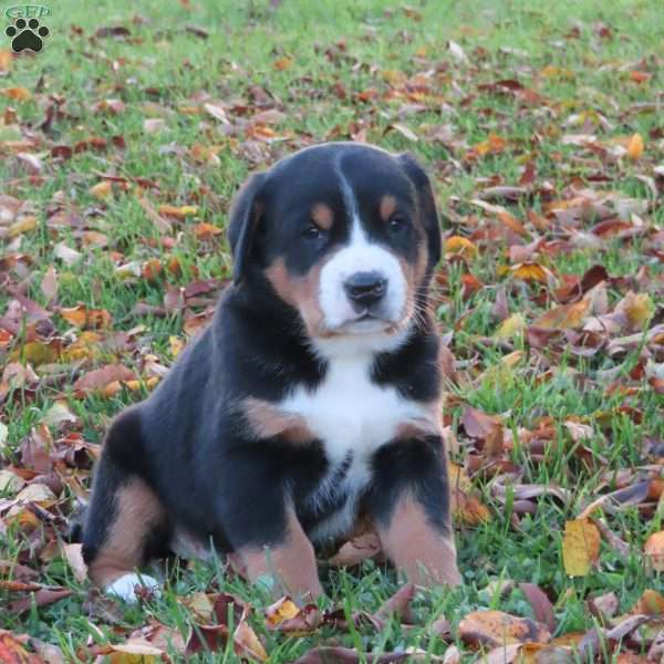 Hans, Greater Swiss Mountain Dog Puppy