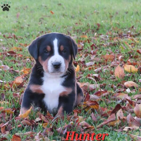 Hunter, Greater Swiss Mountain Dog Puppy