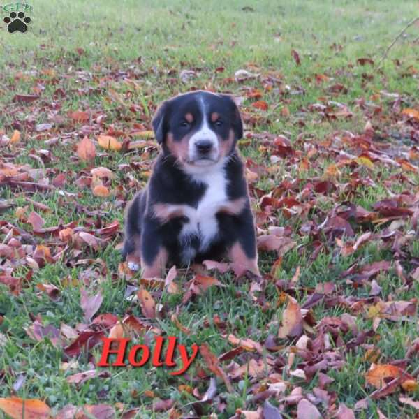 Holly, Greater Swiss Mountain Dog Puppy
