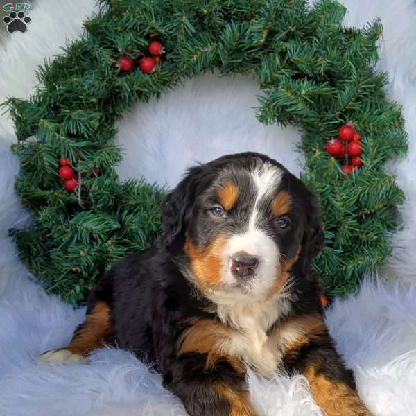 Lucy, Bernese Mountain Dog Puppy