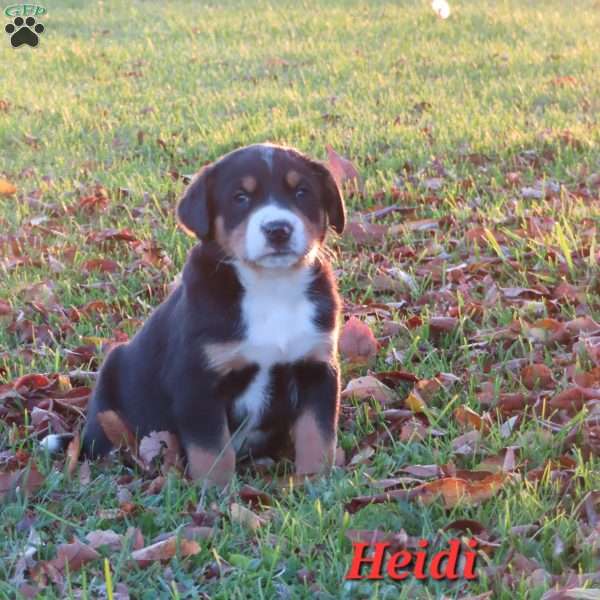 Heidi, Greater Swiss Mountain Dog Puppy
