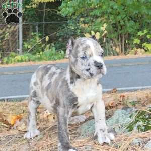 Blue merle shop cane corso