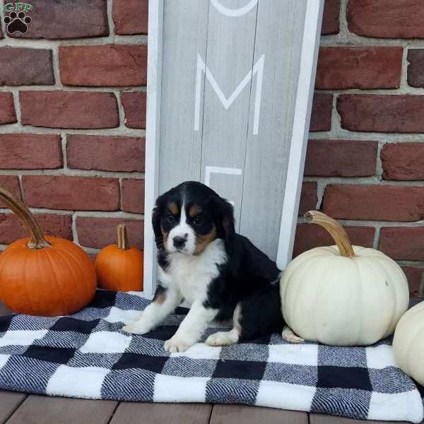 Brittany, Miniature Bernese Mountain Dog Puppy