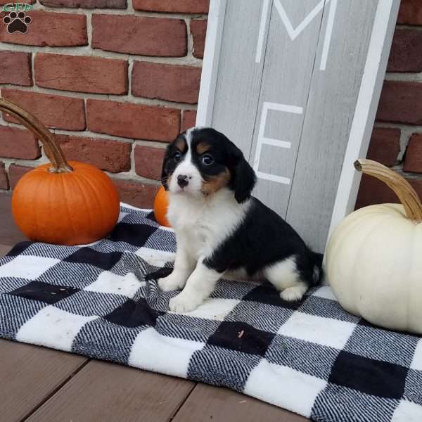 Coonor, Miniature Bernese Mountain Dog Puppy