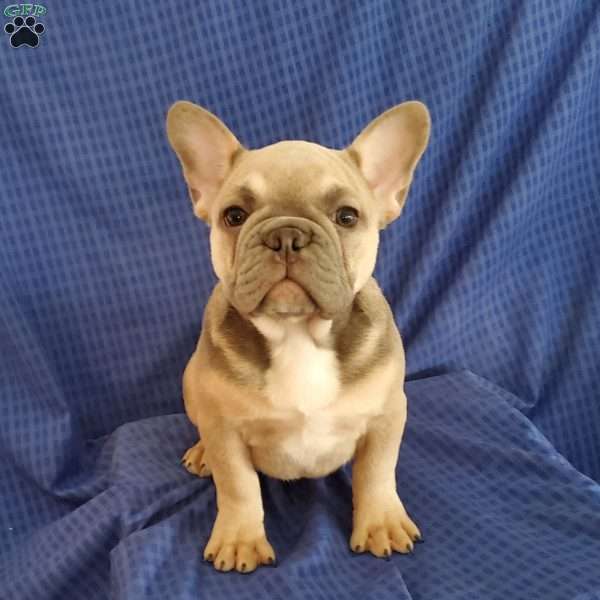 Gus, Frenchton Puppy