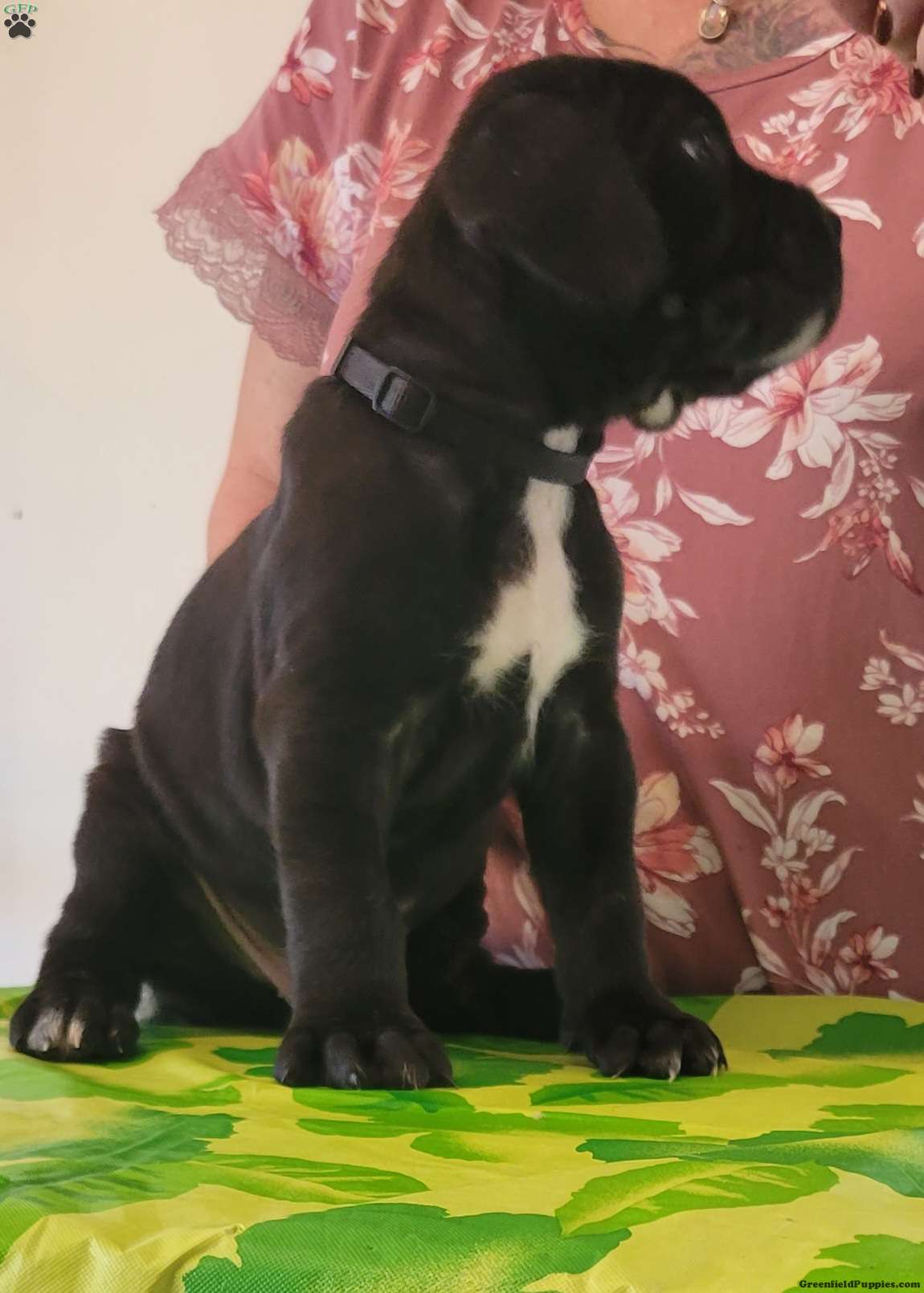 Sparta Cane Corso Puppy For Sale in Pennsylvania