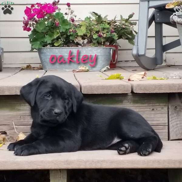 Oakley, Black Labrador Retriever Puppy