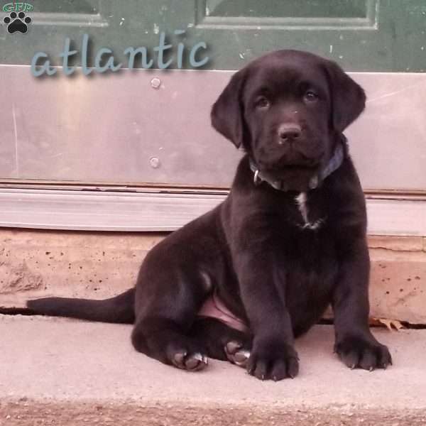 Atlantic, Black Labrador Retriever Puppy