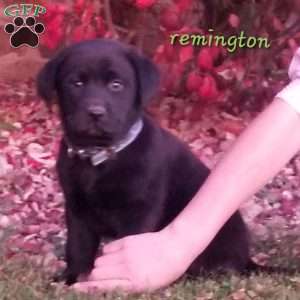 Black lab with blue eyes best sale for sale