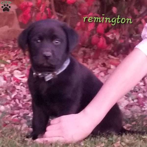 Remington, Black Labrador Retriever Puppy