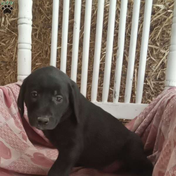 Daisy, Black Labrador Retriever Puppy