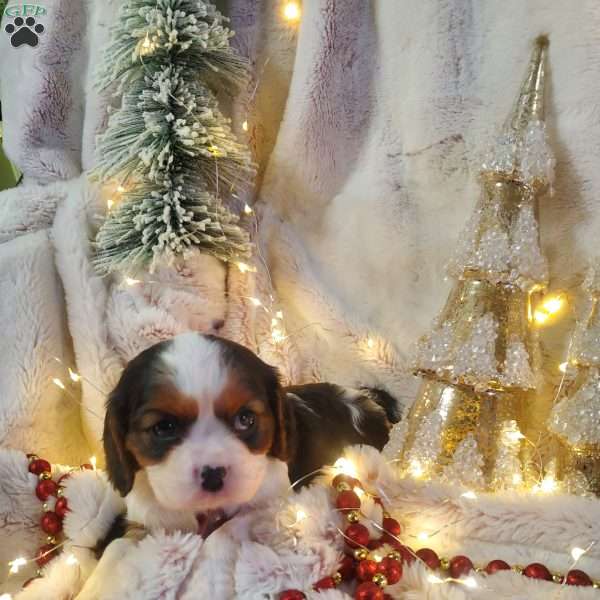 NOELLE, Cavalier King Charles Spaniel Puppy