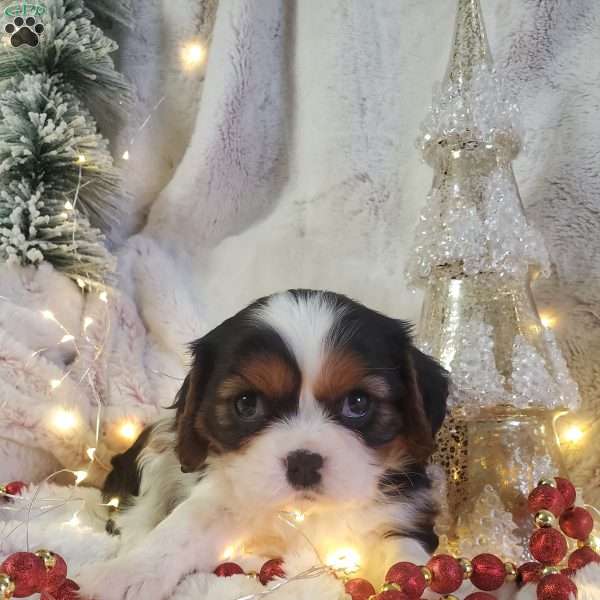 HOLLY, Cavalier King Charles Spaniel Puppy