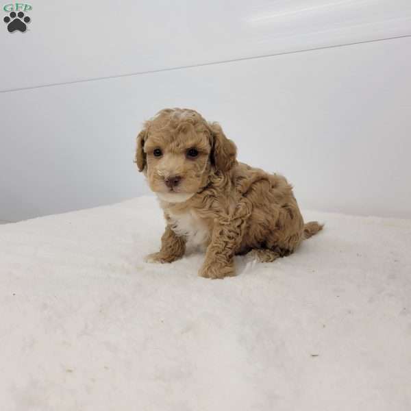 Sparky, Toy Poodle Puppy