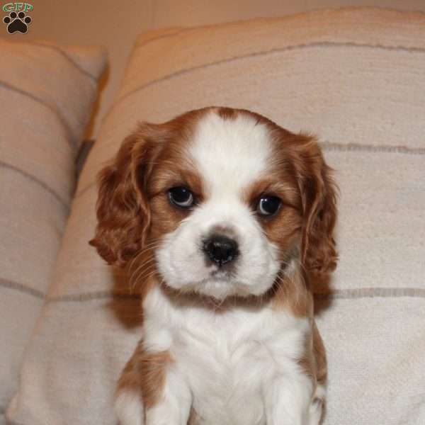 Winnie, Cavalier King Charles Spaniel Puppy
